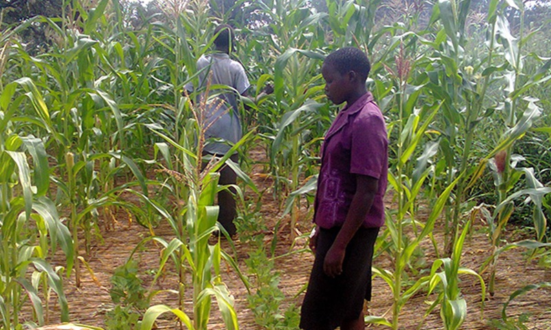 Maize