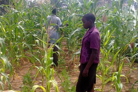 Maize